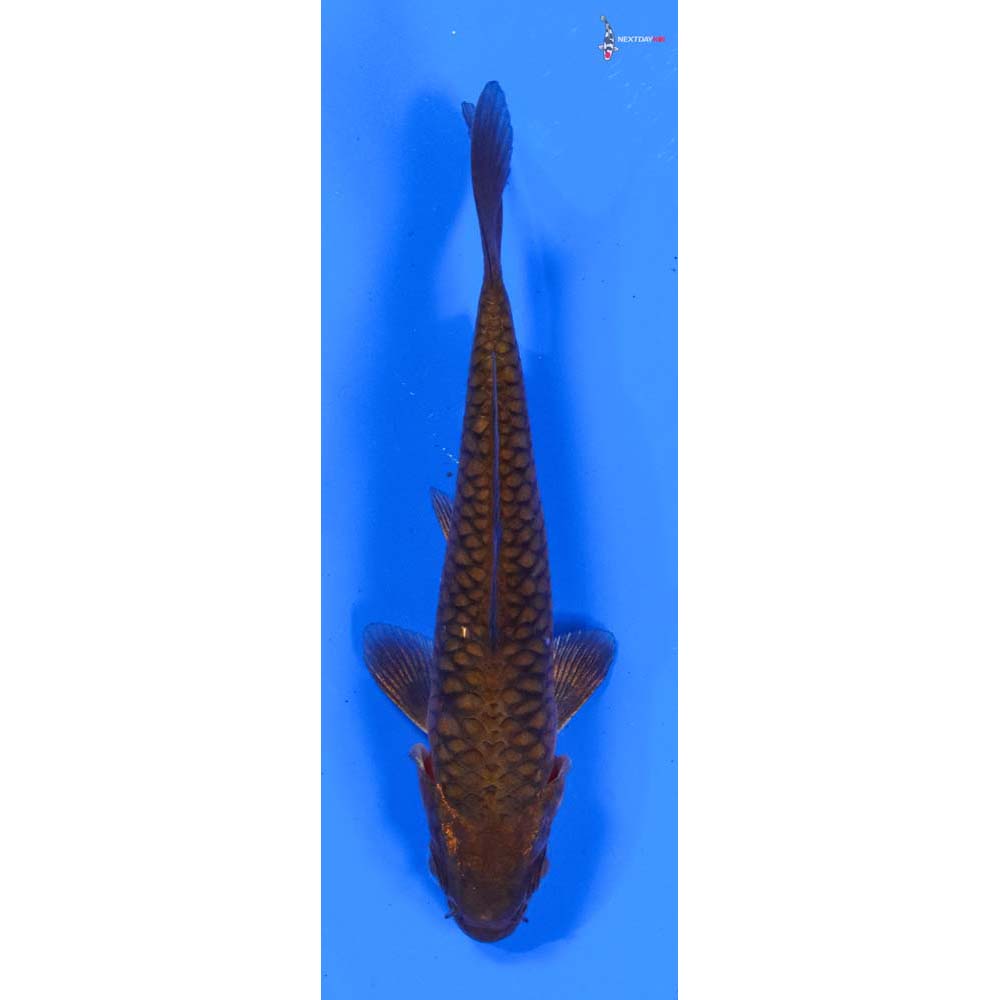 3.5” Imported Armor Scaled Chagoi