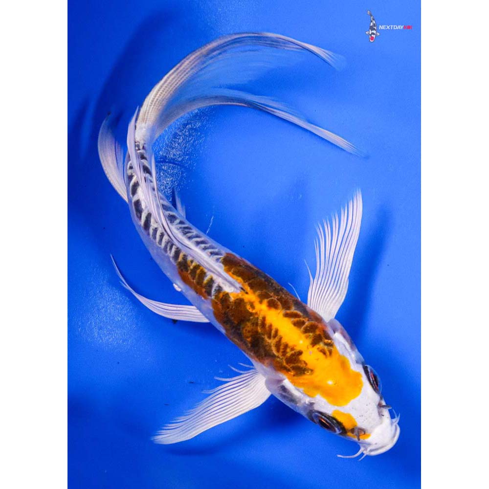 6.5” Imported Doitsu Kujaku Butterfly Koi