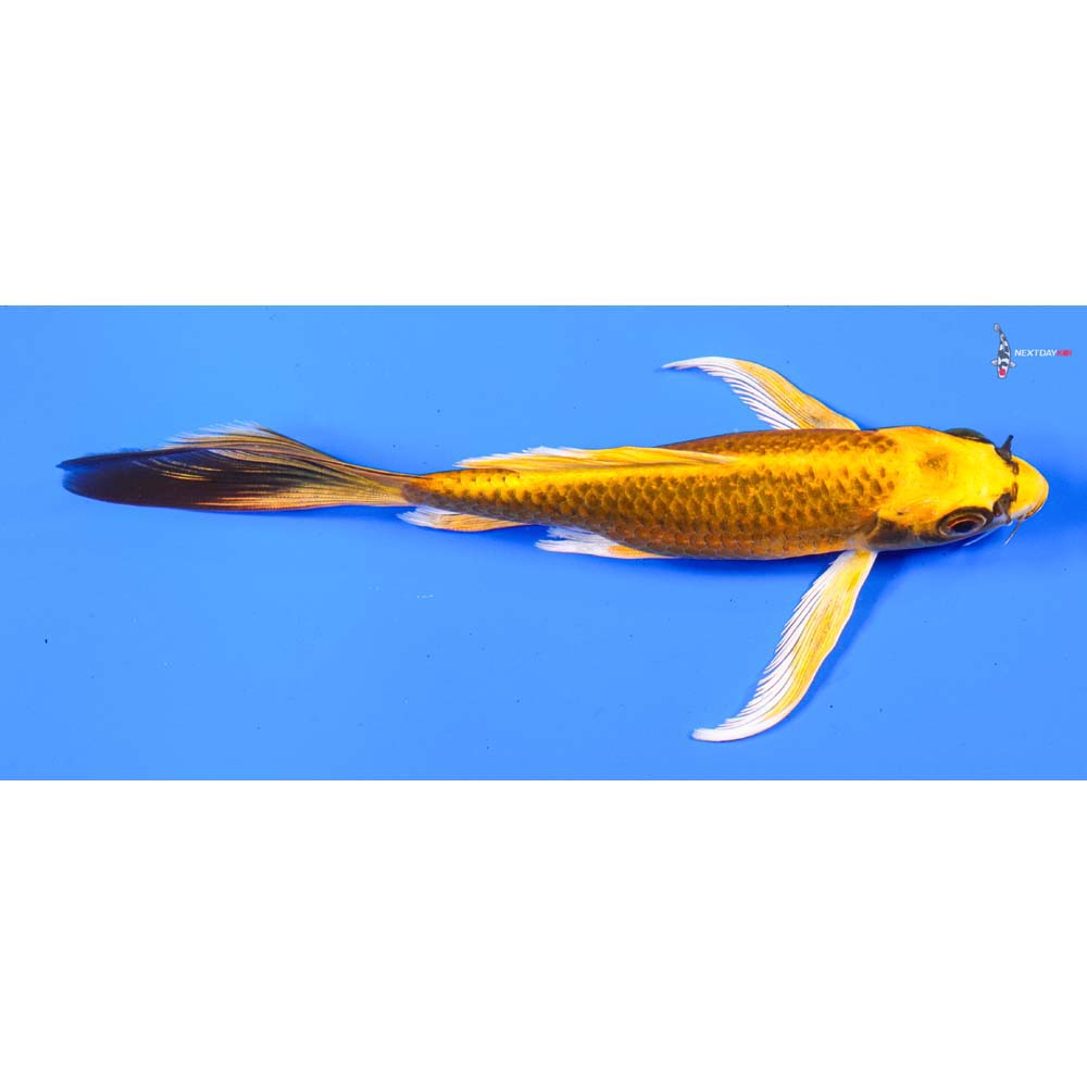 6” Imported Ki Matsuba Butterfly Koi
