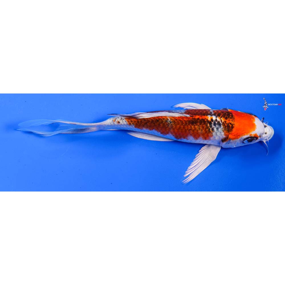 6” Imported Kujaku Butterfly Koi