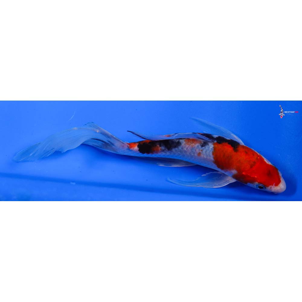 7” Imported Sanke Butterfly Koi