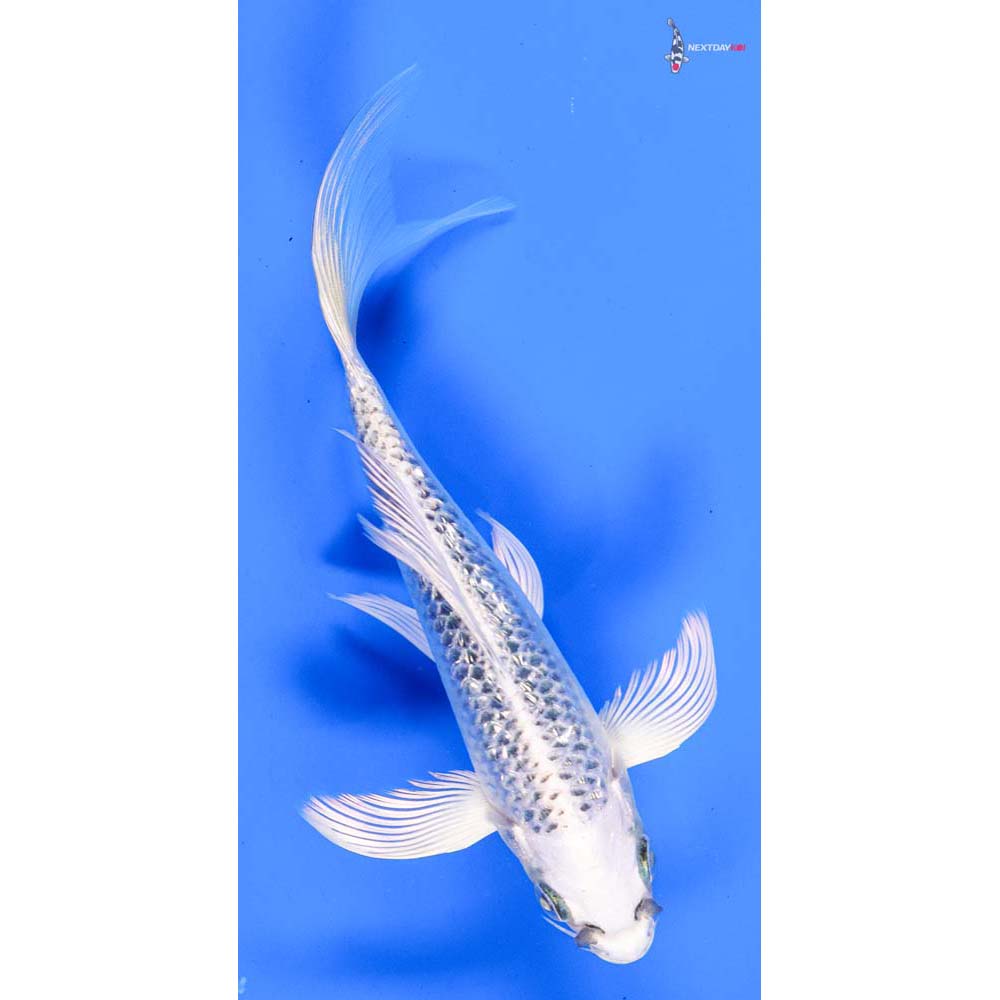 6.5” Imported Gin Rin Gin Matsuba Butterfly Koi