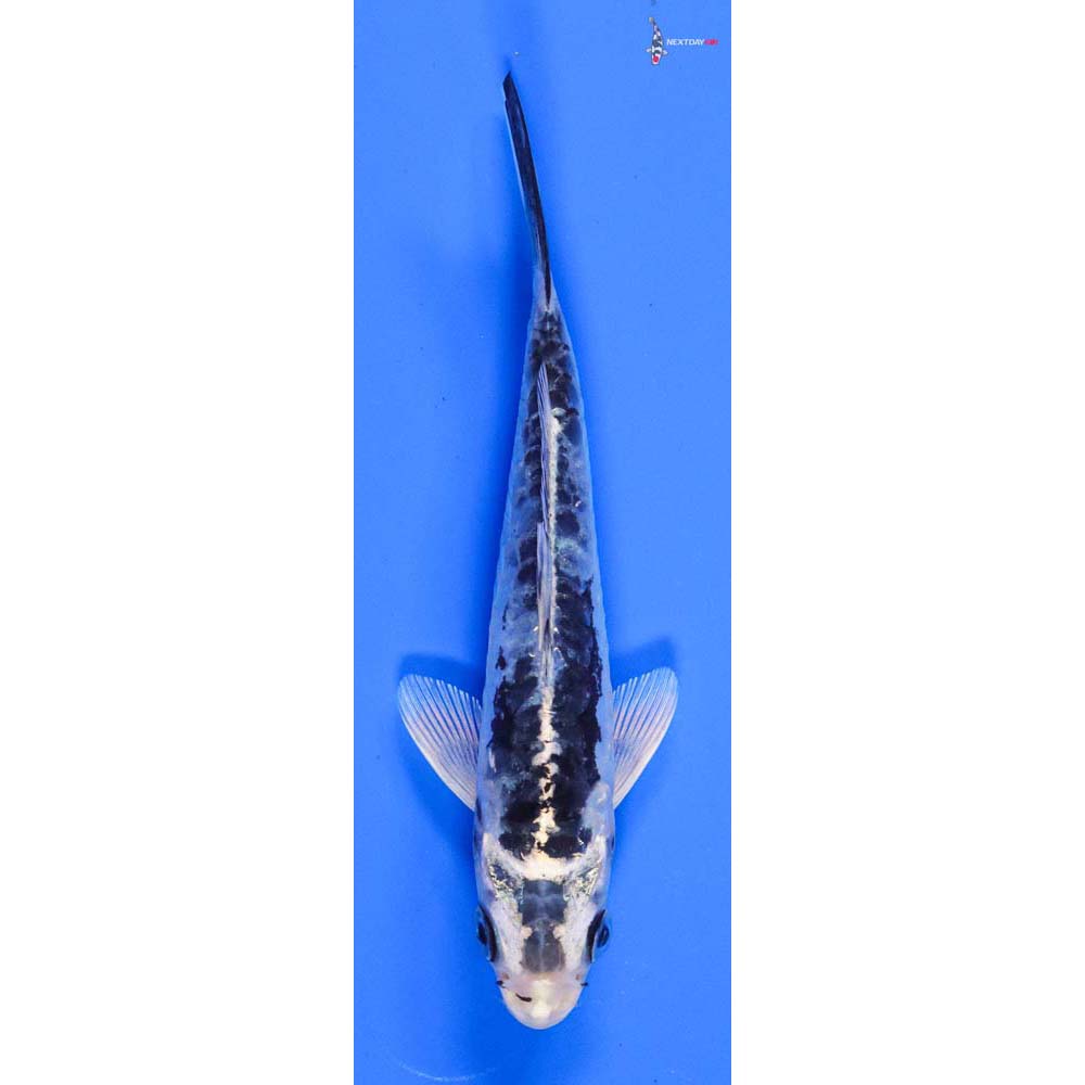 5” Imported Kikokuryu