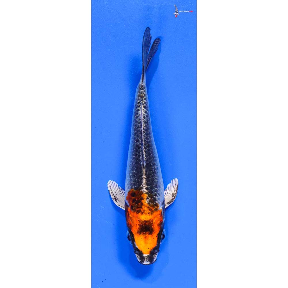 4.5” Imported Kujaku