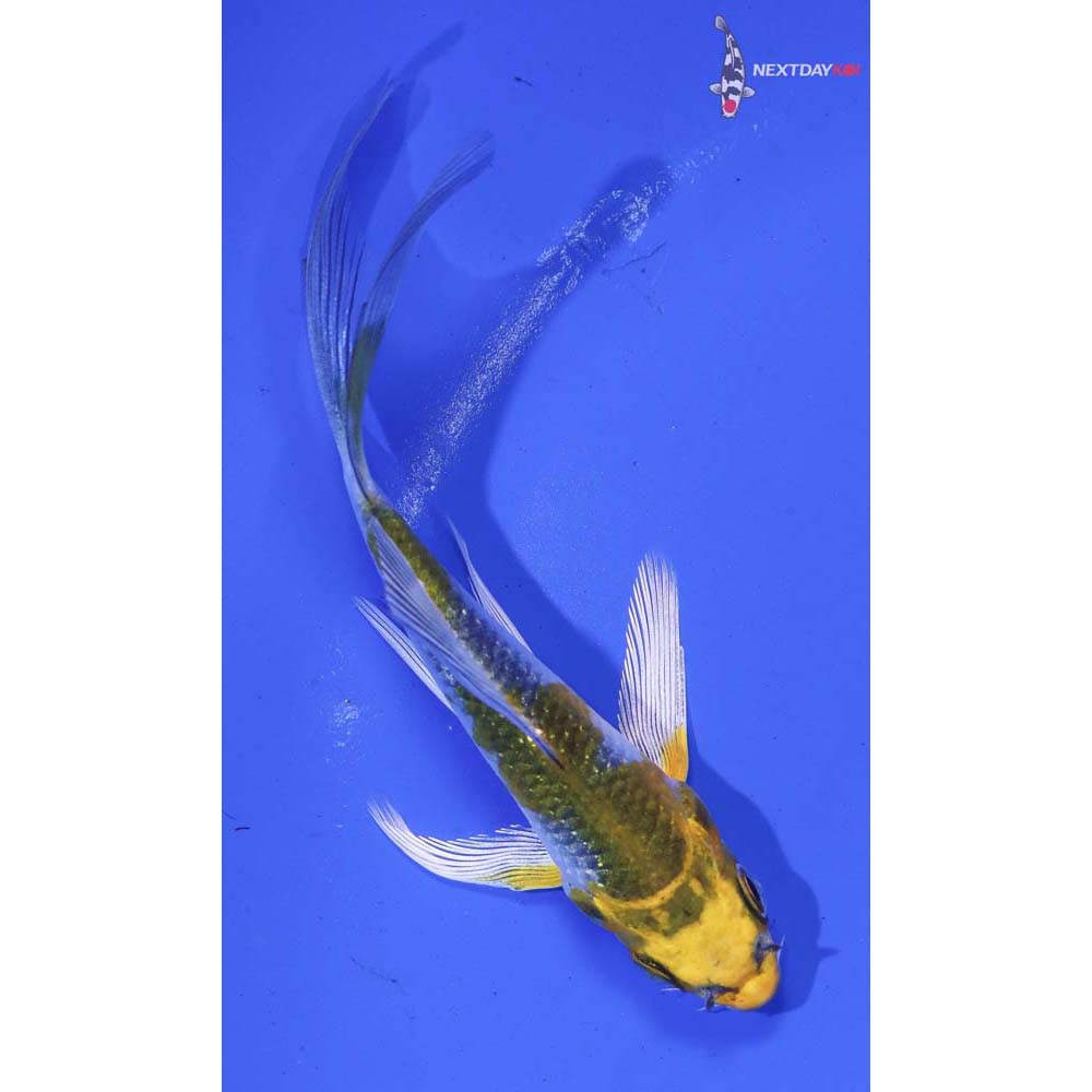 3.5” Imported Kujaku Butterfly Koi