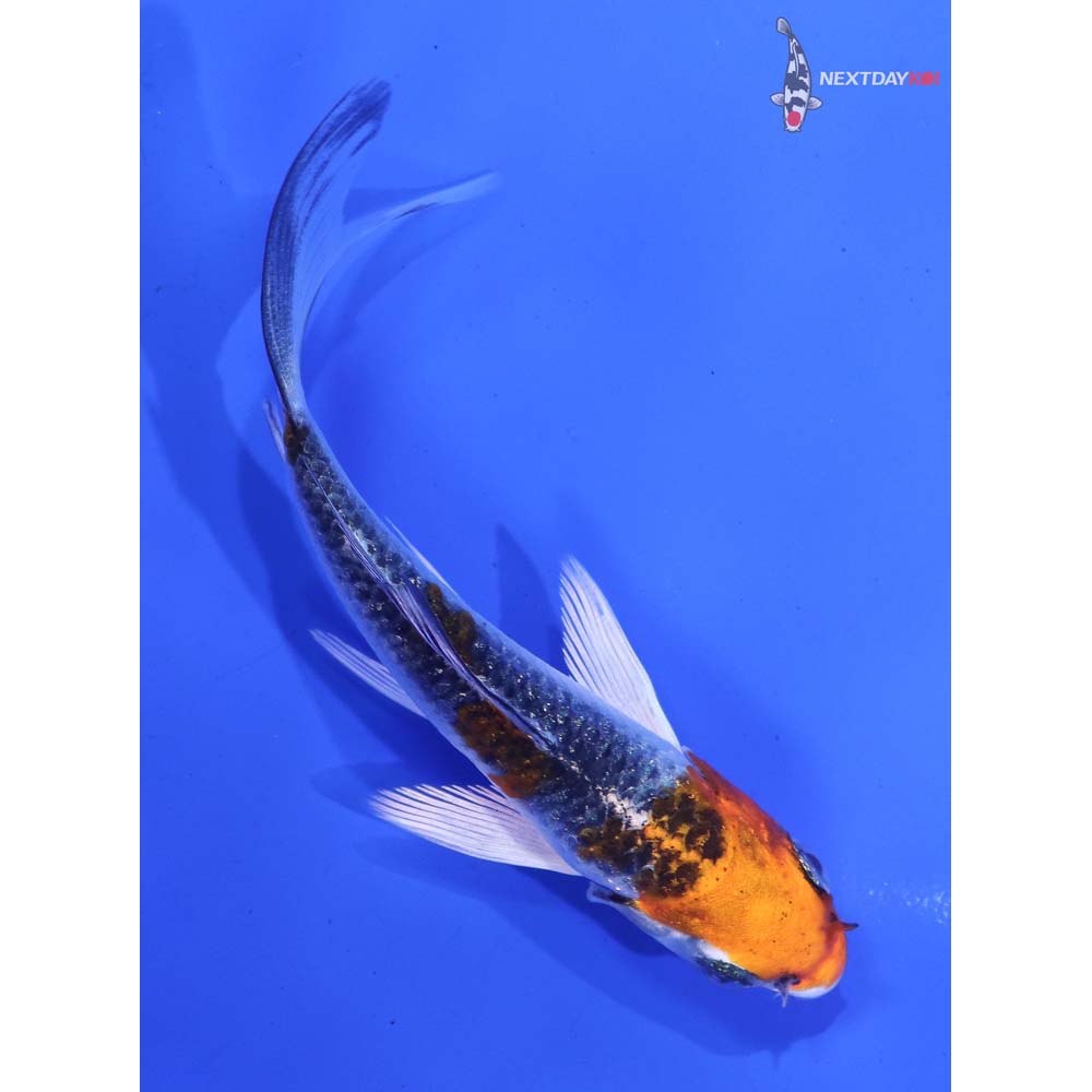 3.5” Imported Kujaku Butterfly Koi