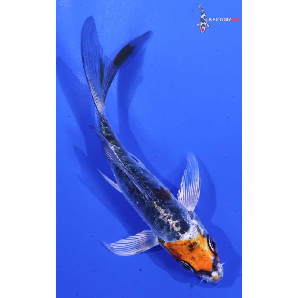 4” Imported Kin Kikokuryu Butterfly Koi