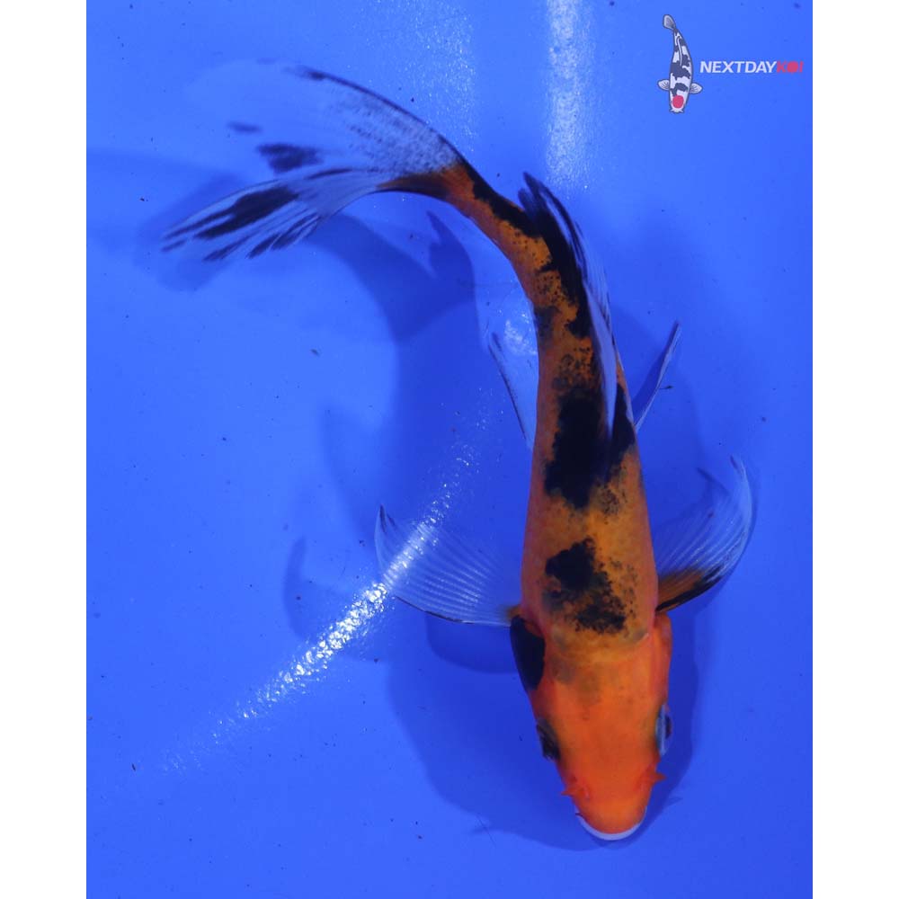 4” Imported Sanke Butterfly Koi