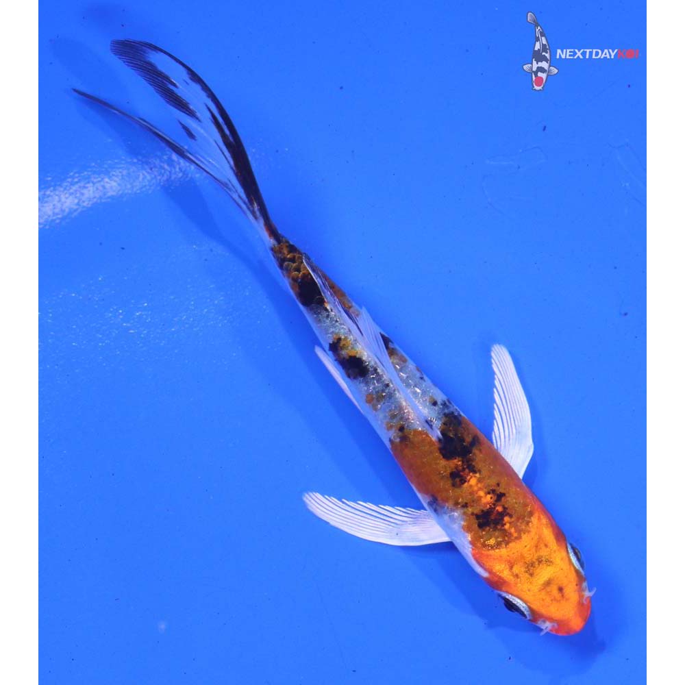 4” Imported Yamato Nishiki Butterfly Koi