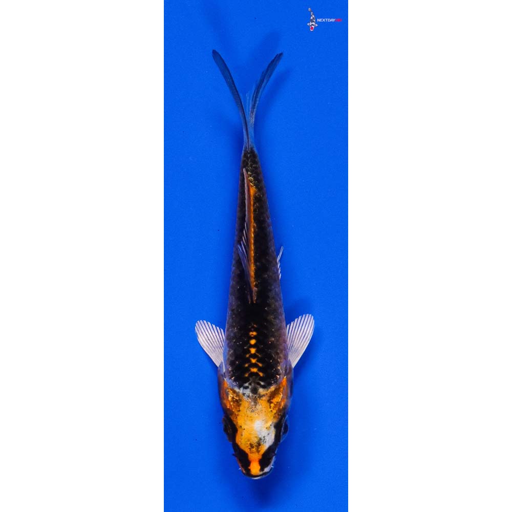 3.5” Imported Kujaku