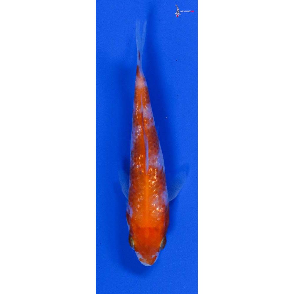 3.5” Imported Gin Rin Kohaku