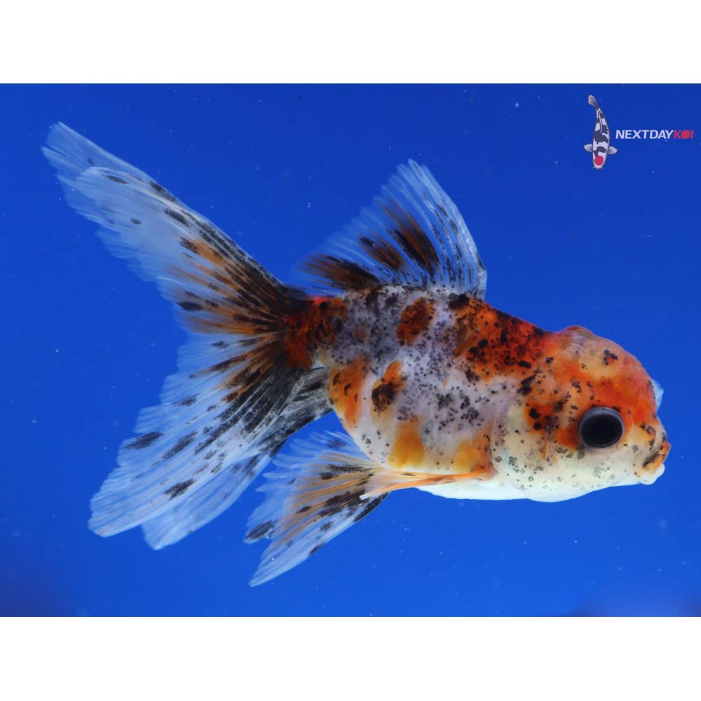 3.5” Imported Calico Oranda