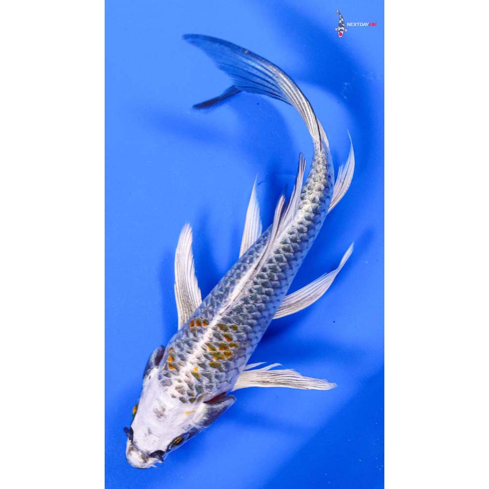 6.5” Imported Kujaku Butterfly Koi