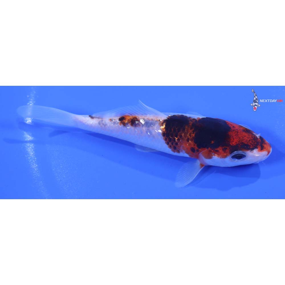 4” Imported Goromo
