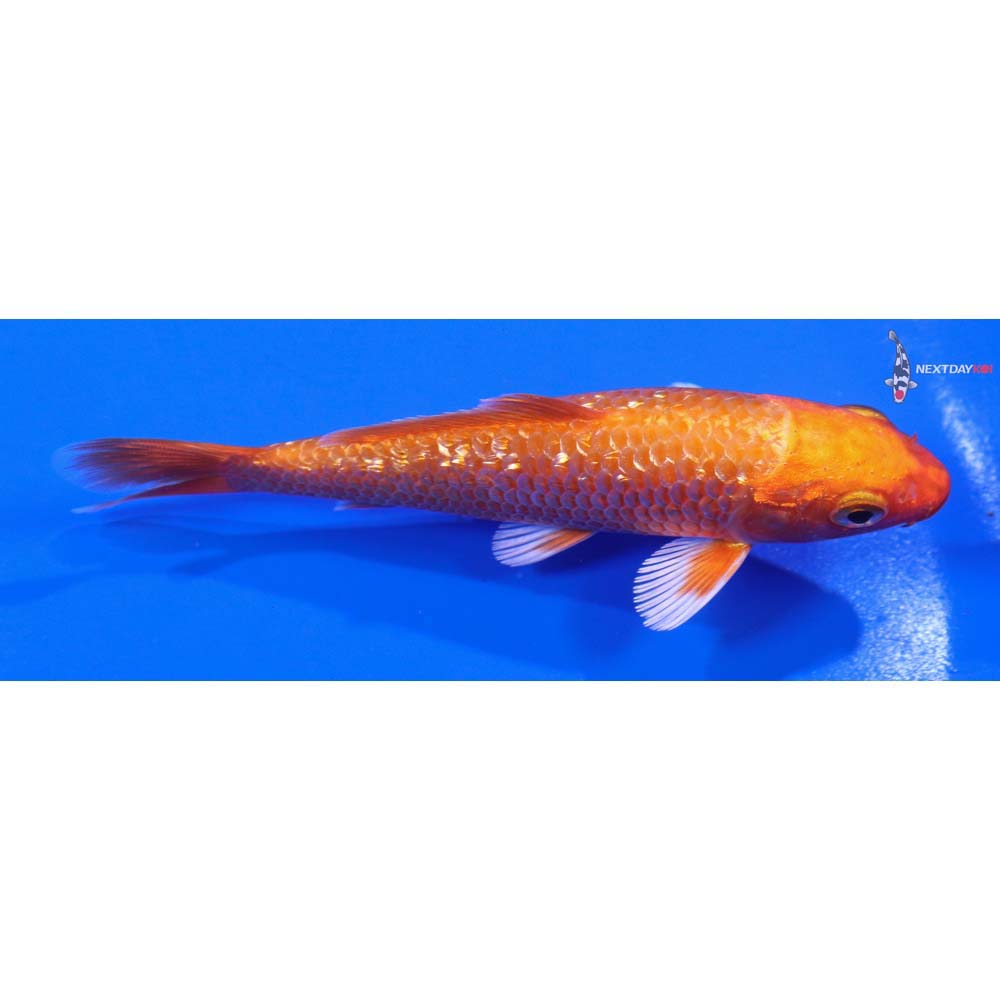 4.5” Imported Gin Rin Orenji Ogon
