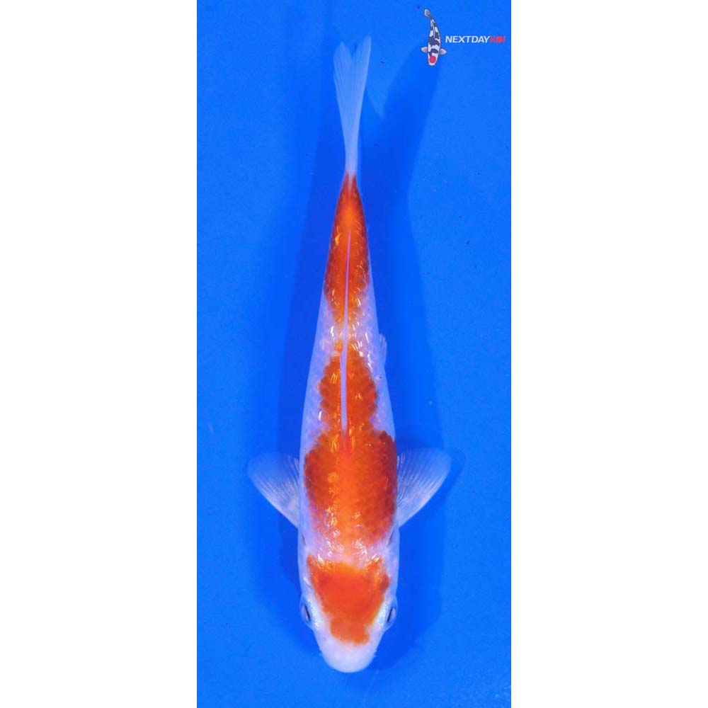 4.5” Imported Gin Rin Hariwake