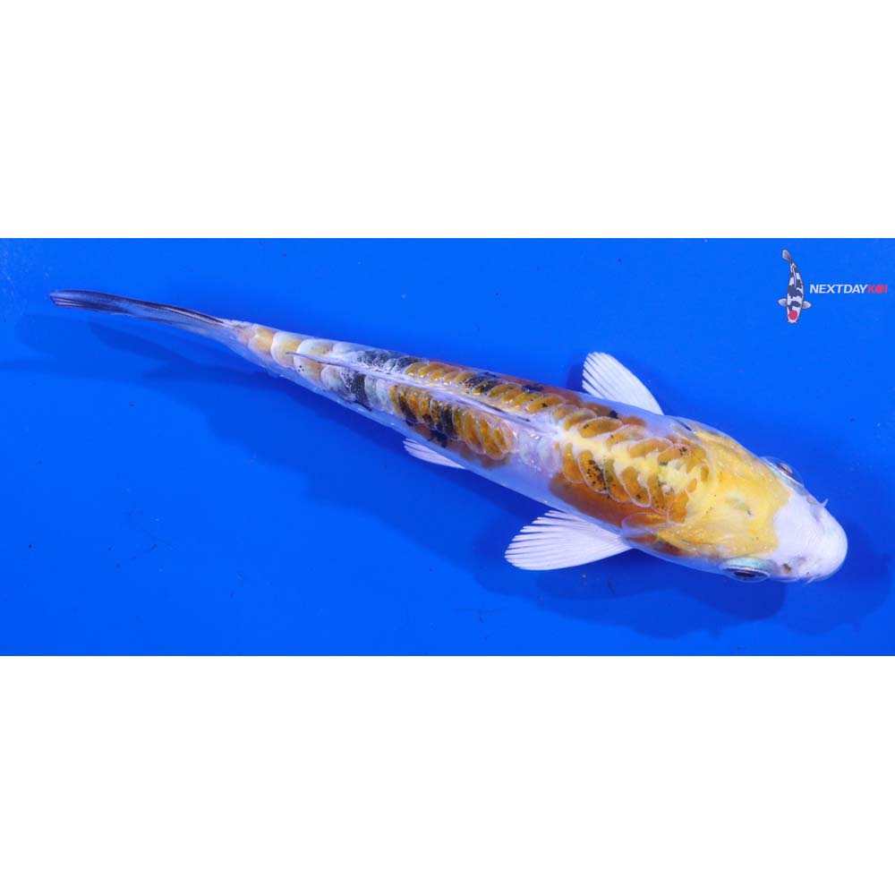 4.5” Imported Heisei Nishiki