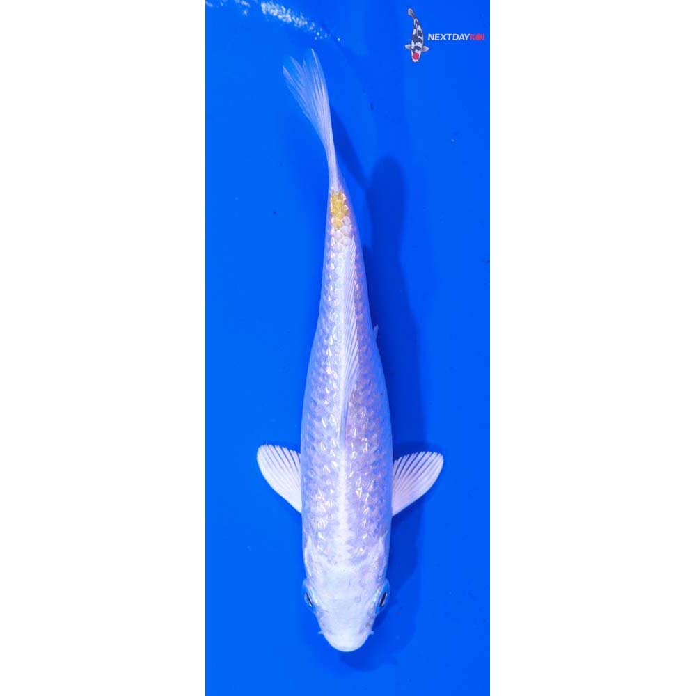 4.5” Imported Gin Rin Lemon Hariwake