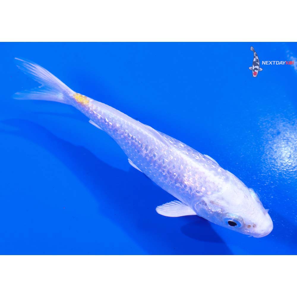 4.5” Imported Gin Rin Lemon Hariwake