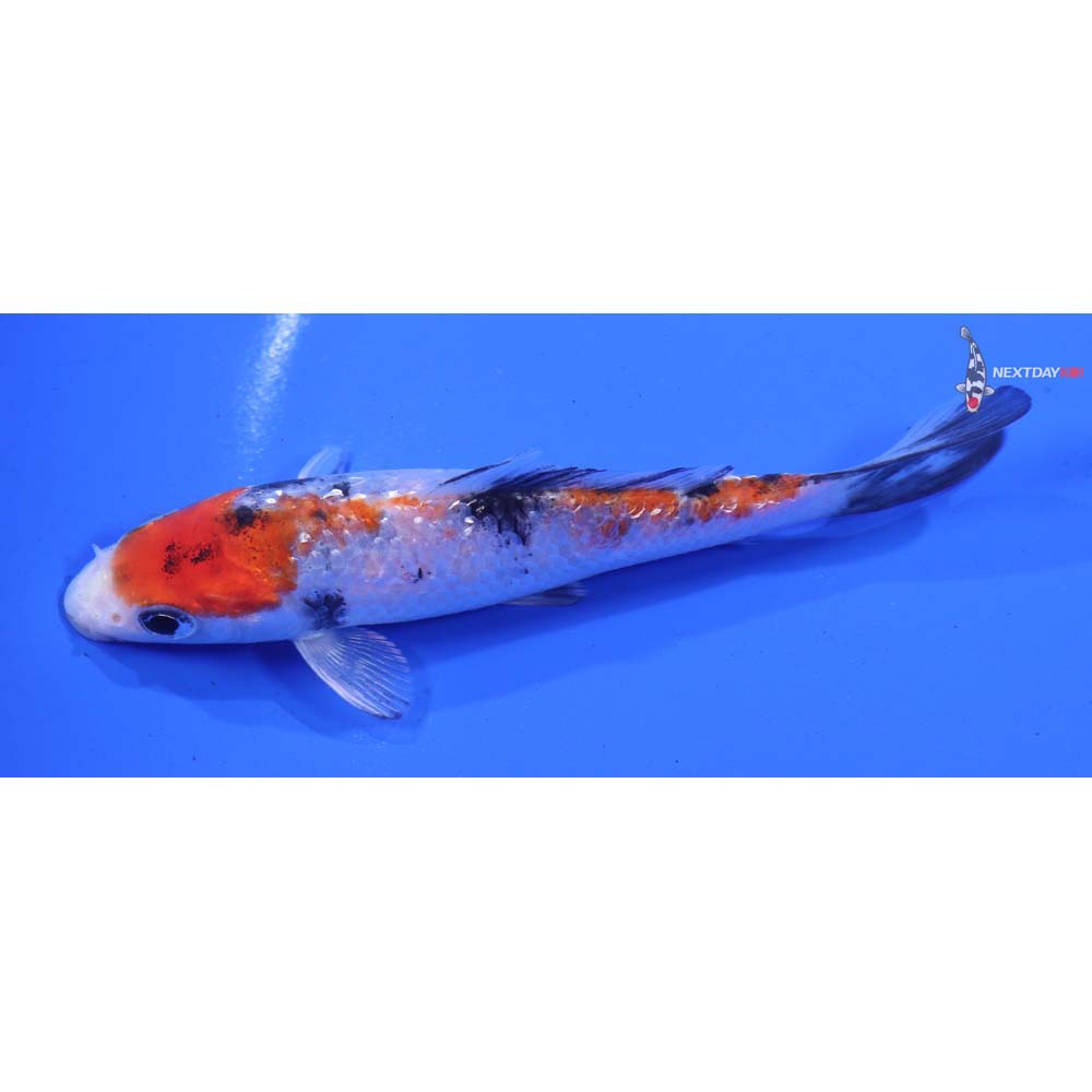 4.5” Imported Gin Rin Yamato Nishiki