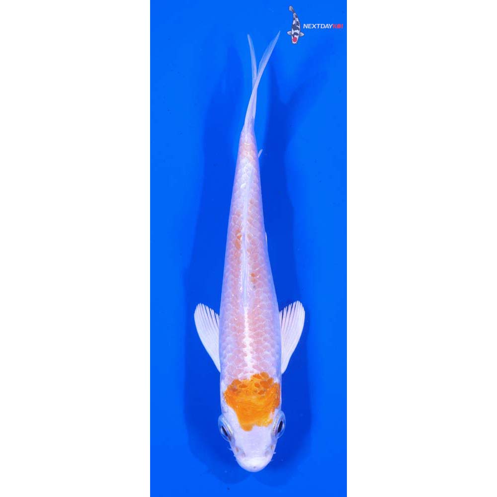 4.5” Imported Hariwake