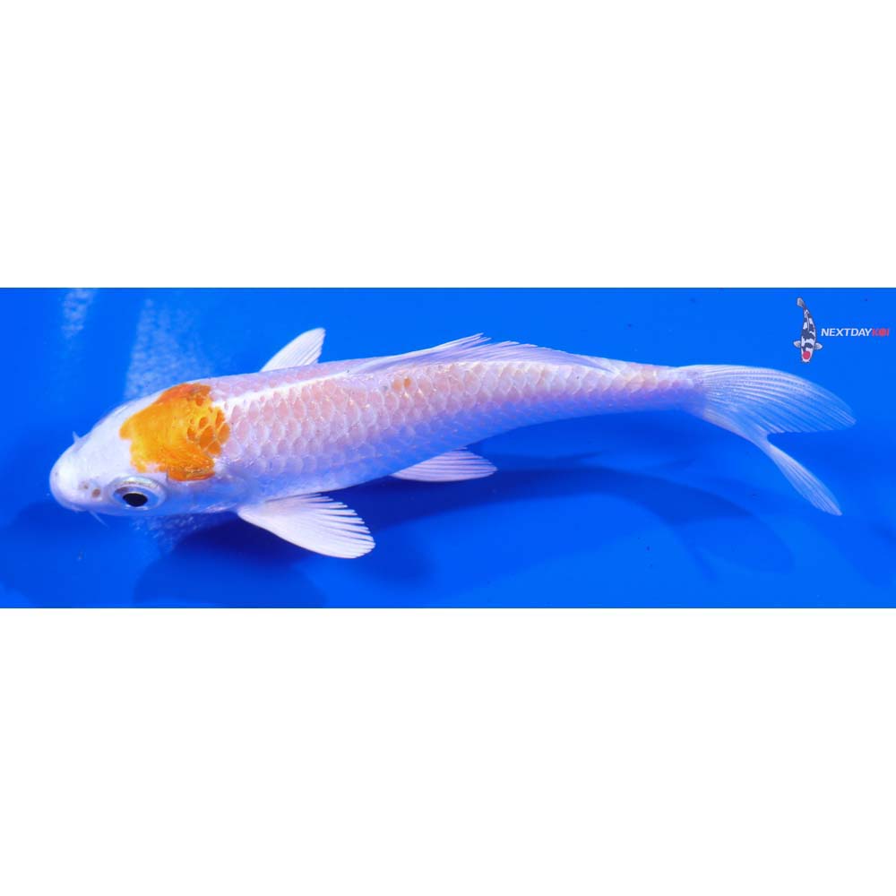 4.5” Imported Hariwake
