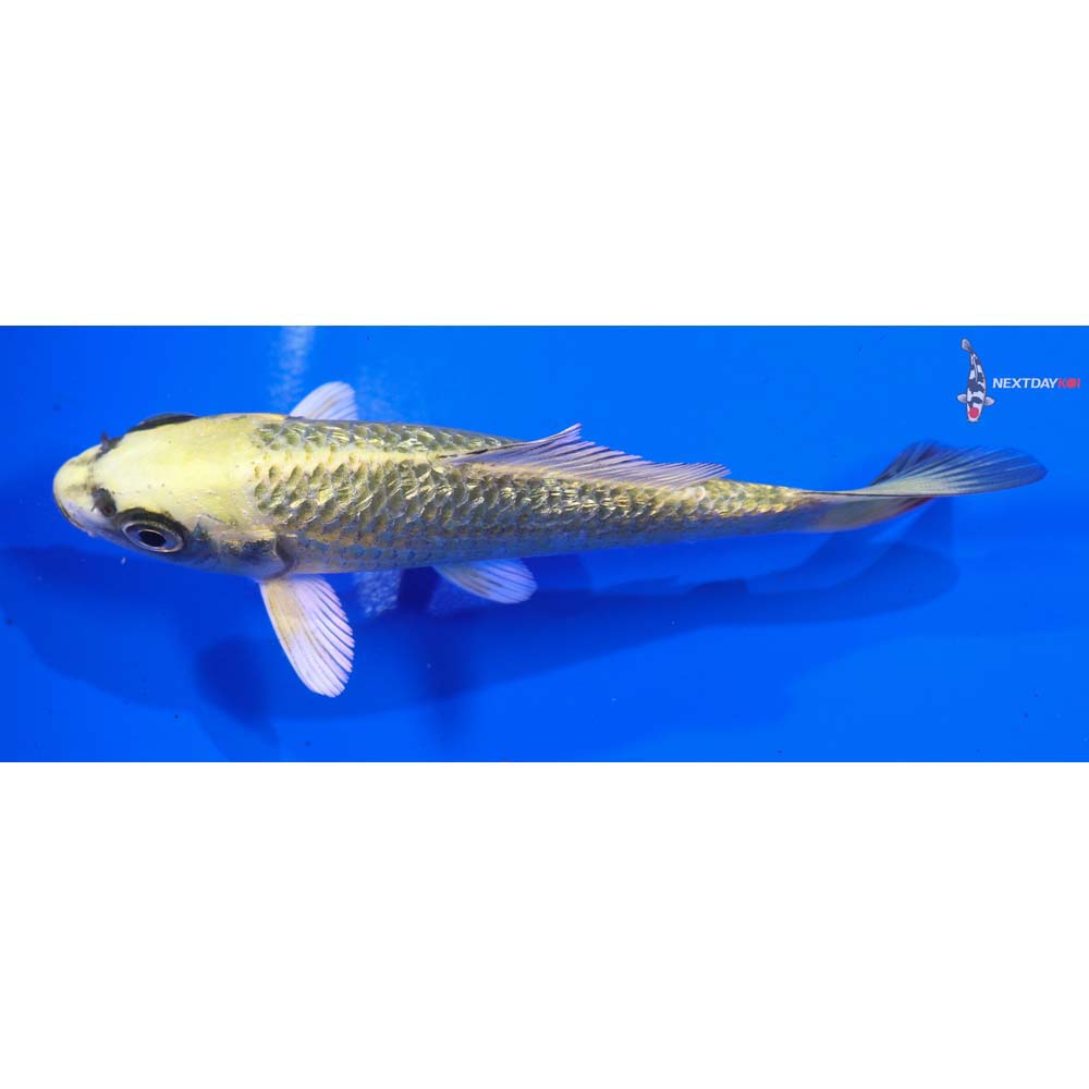 4.5” Imported Gin Rin Ki Matsuba