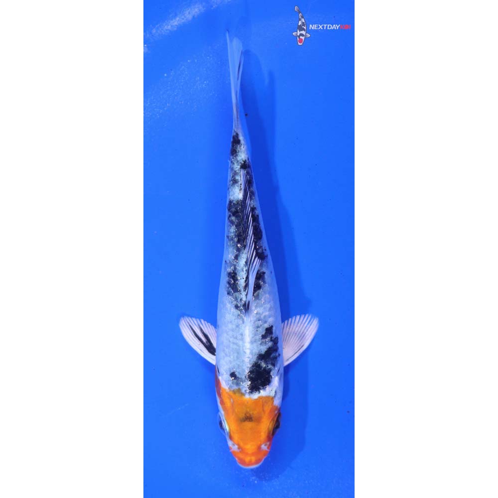 4.5” Imported Yamato Nishiki