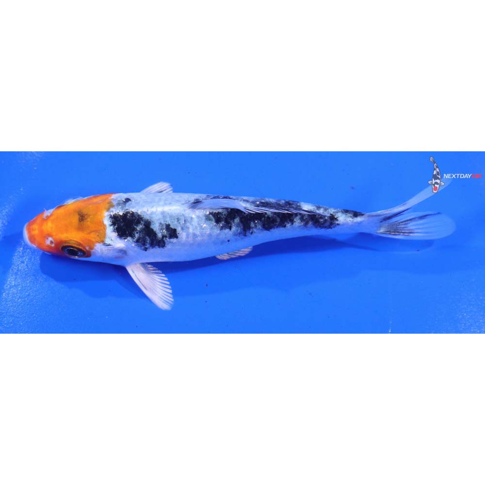 4.5” Imported Yamato Nishiki