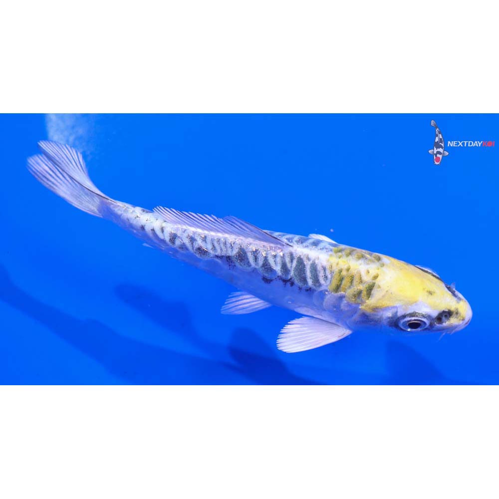 4” Imported Doitsu Kujaku