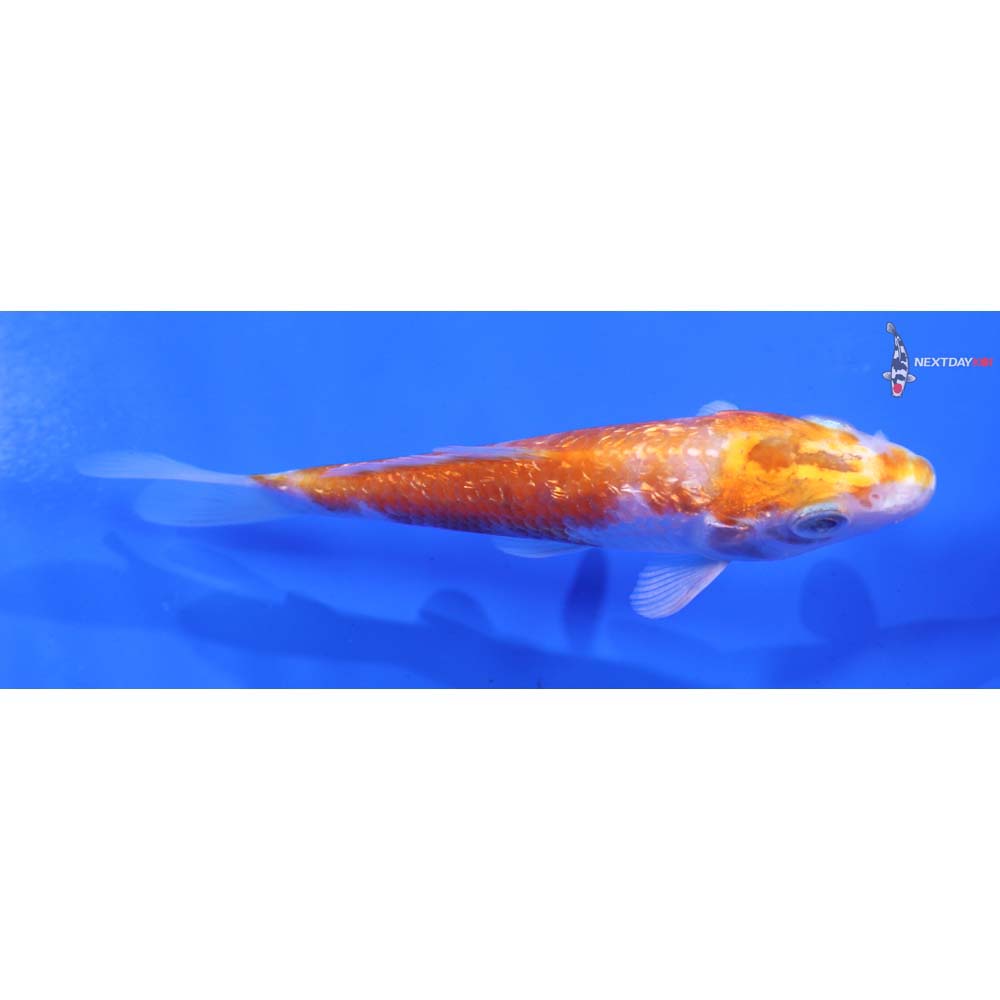 5” Imported Gin Rin Hariwake