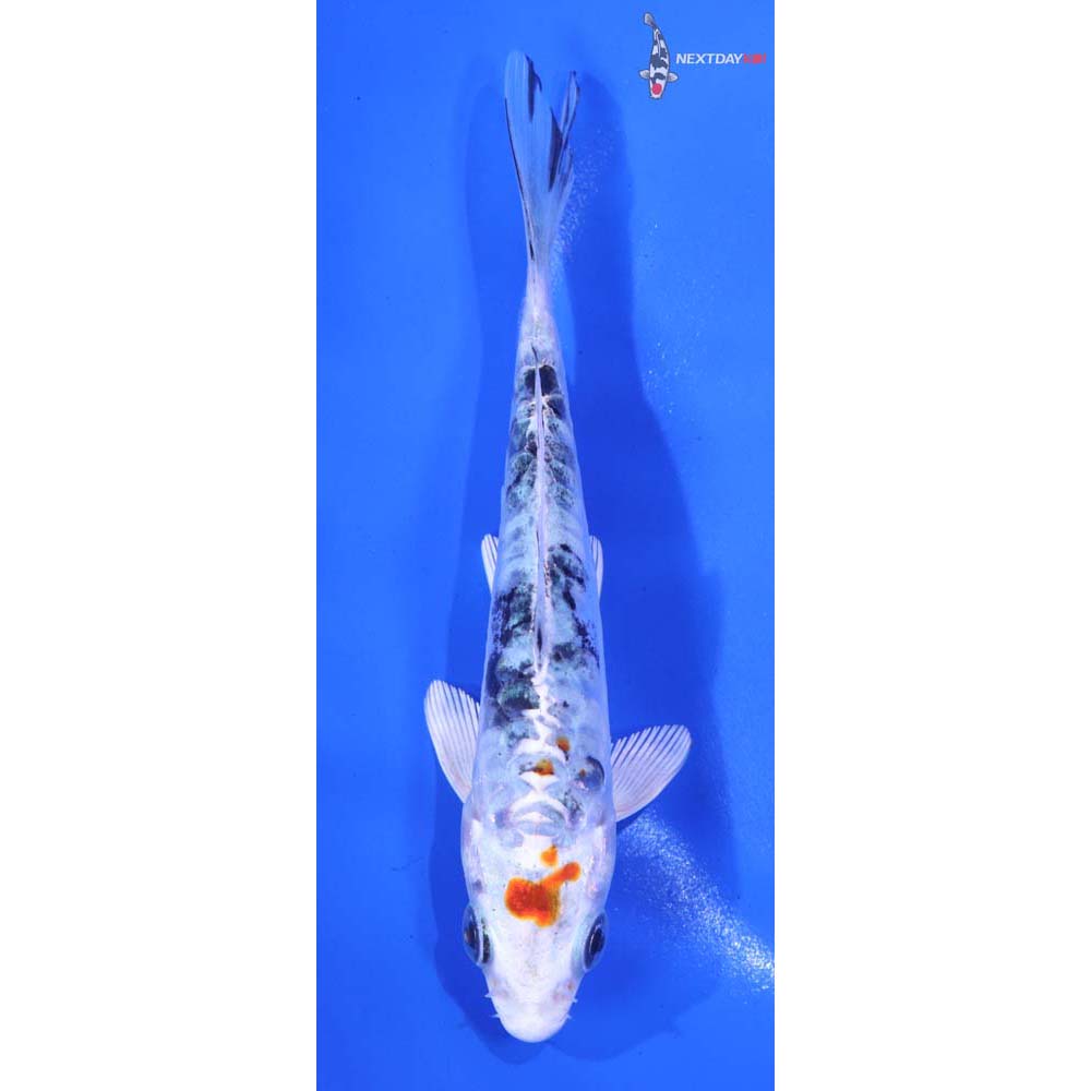 4.5” Imported Heisei Nishiki
