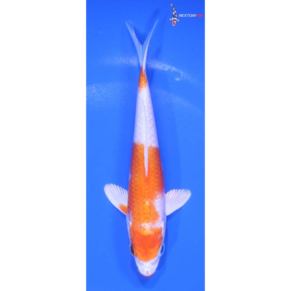 5.5” Imported Hariwake