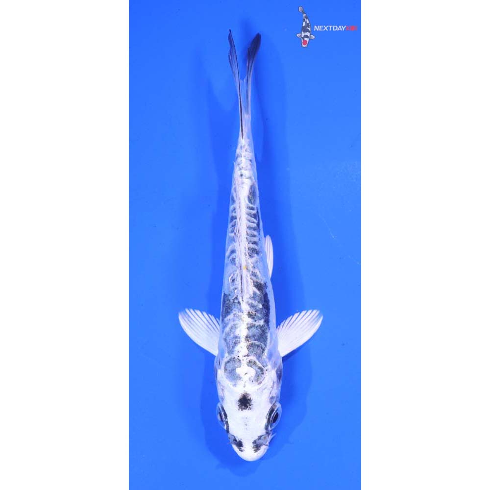 4.5” Imported Doitsu Kujaku
