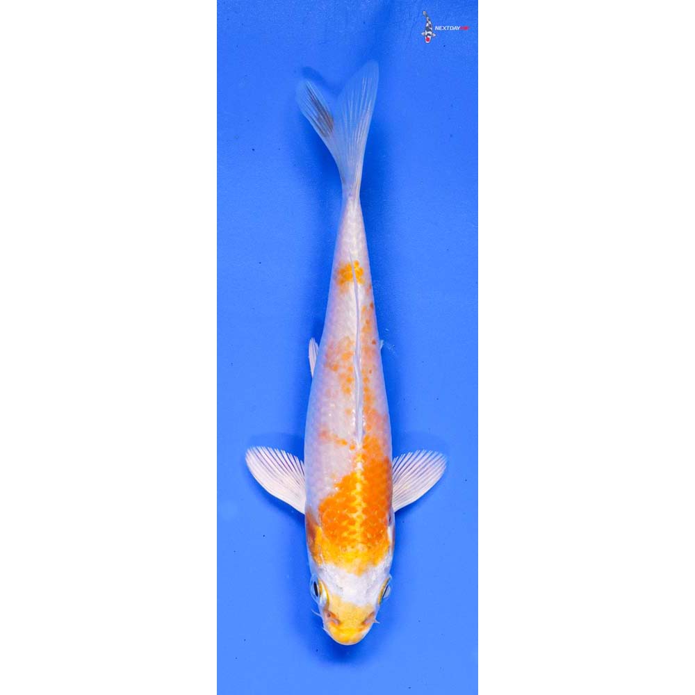 4” Imported Hariwake