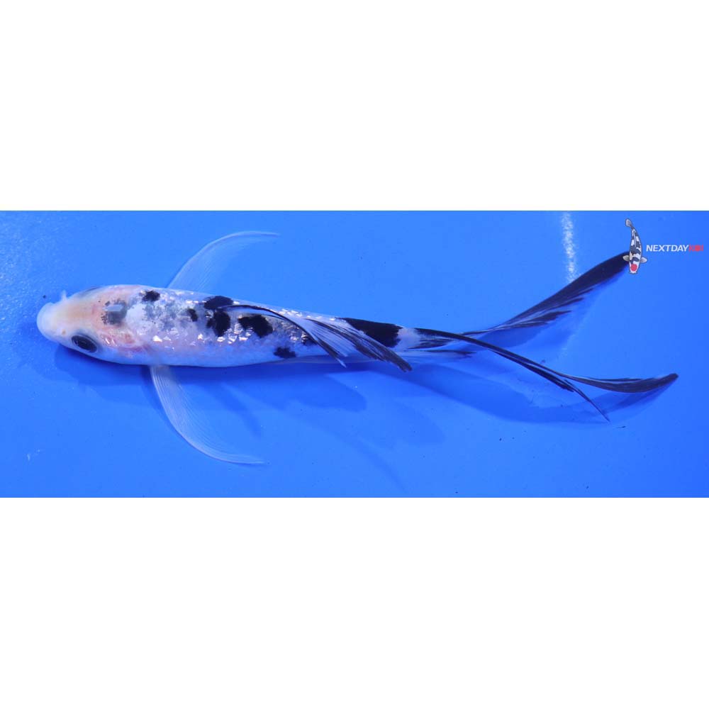 5” Imported Gin Rin Shiro Bekko Butterfly Koi