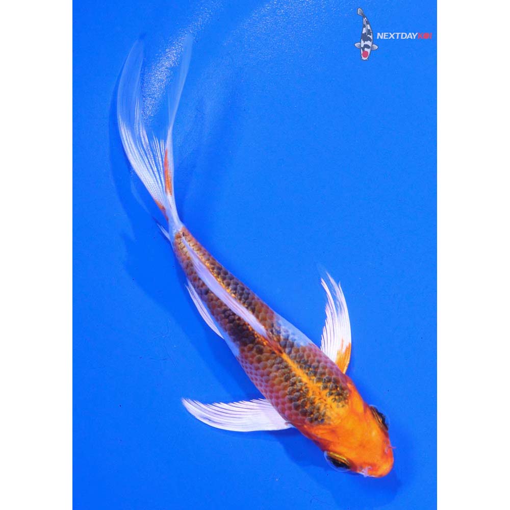 5” Imported Kujaku Butterfly Koi