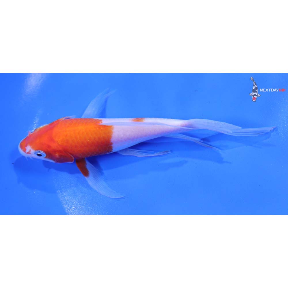 4.5” Imported Kohaku Butterfly Koi