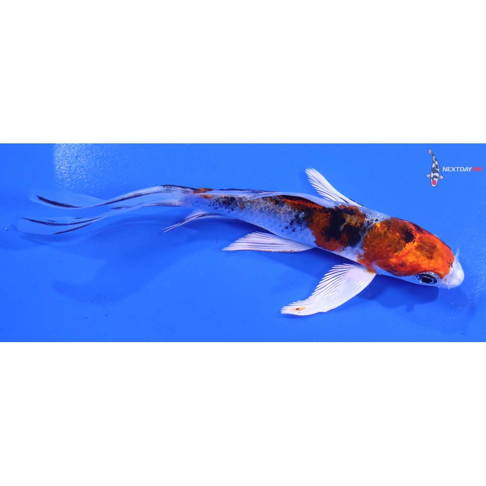 5” Imported Yamato Nishiki Butterfly Koi
