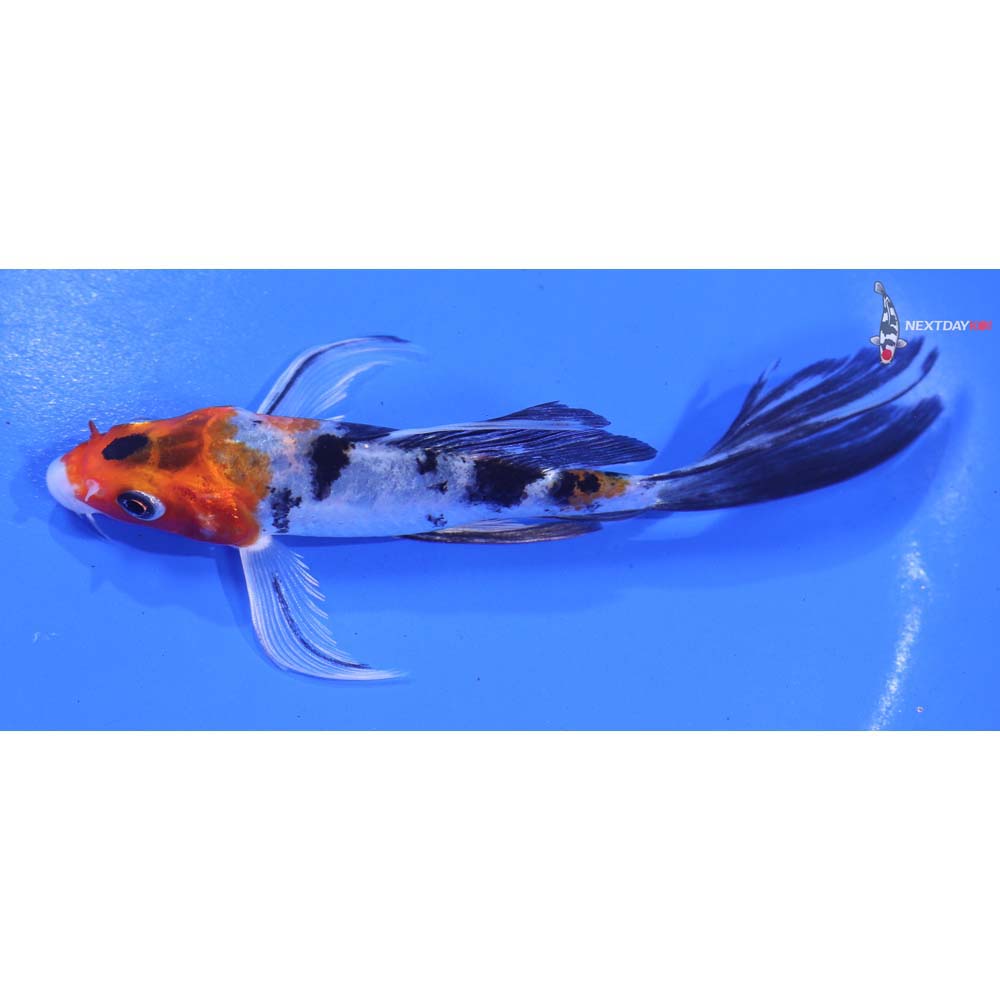 5.5” Imported Yamato Nishiki Butterfly Koi