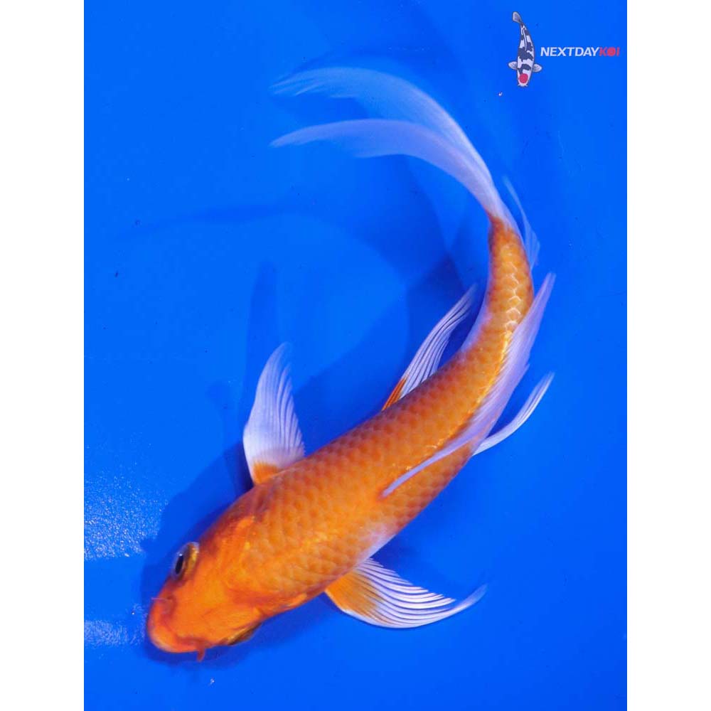 5.5” Imported Hariwake Butterfly Koi