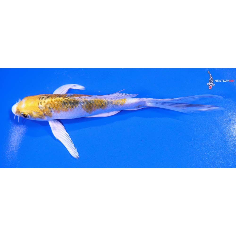 5” Imported Yamato Nishiki Butterfly Koi