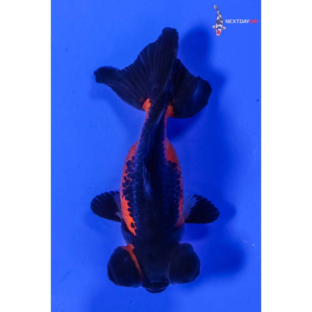 3.5” Imported Red and Black Telescope Fantail