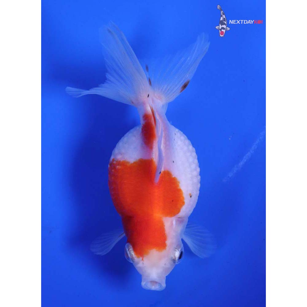 3.5” Imported Calico Pearlscale