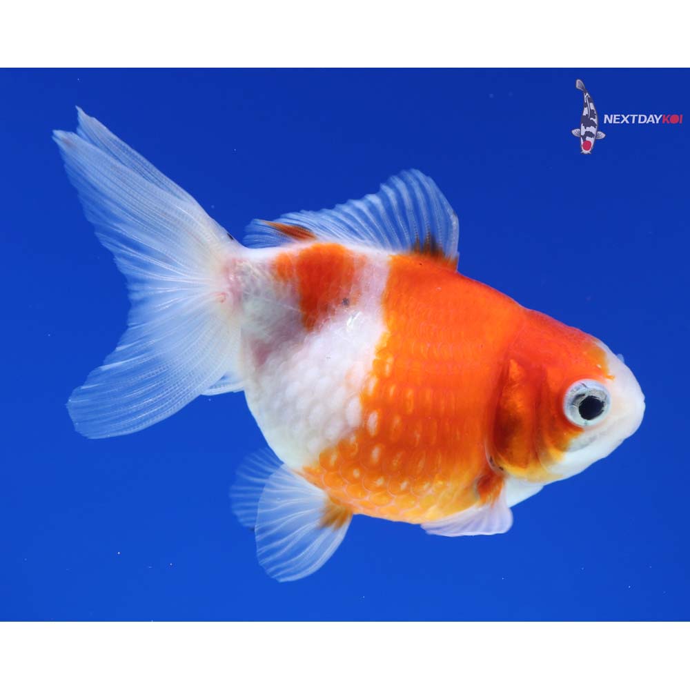 3.5” Imported Calico Pearlscale