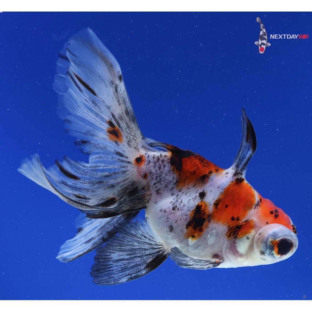 4.5” Imported Male Calico Telescope Fantail
