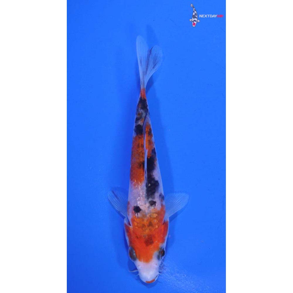 3.5” Imported Sanke