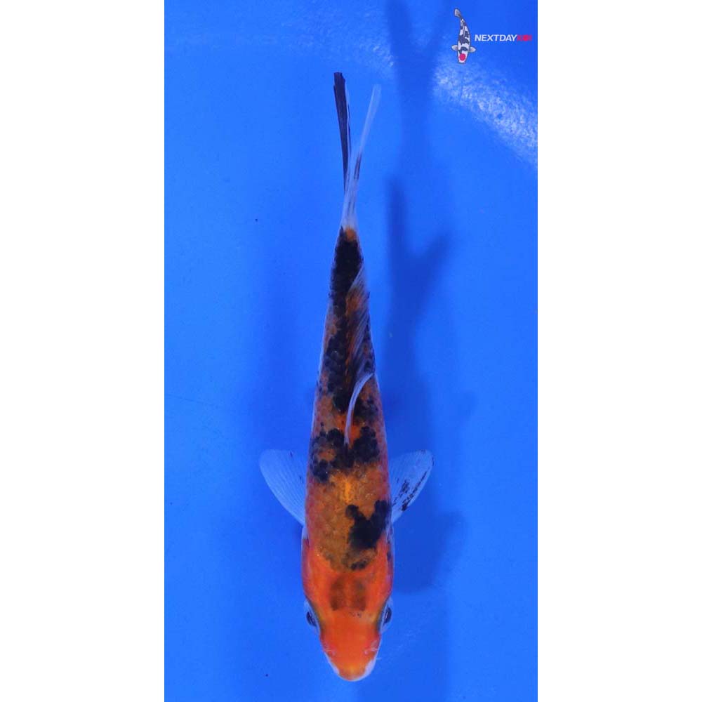 3.5” Imported Sanke