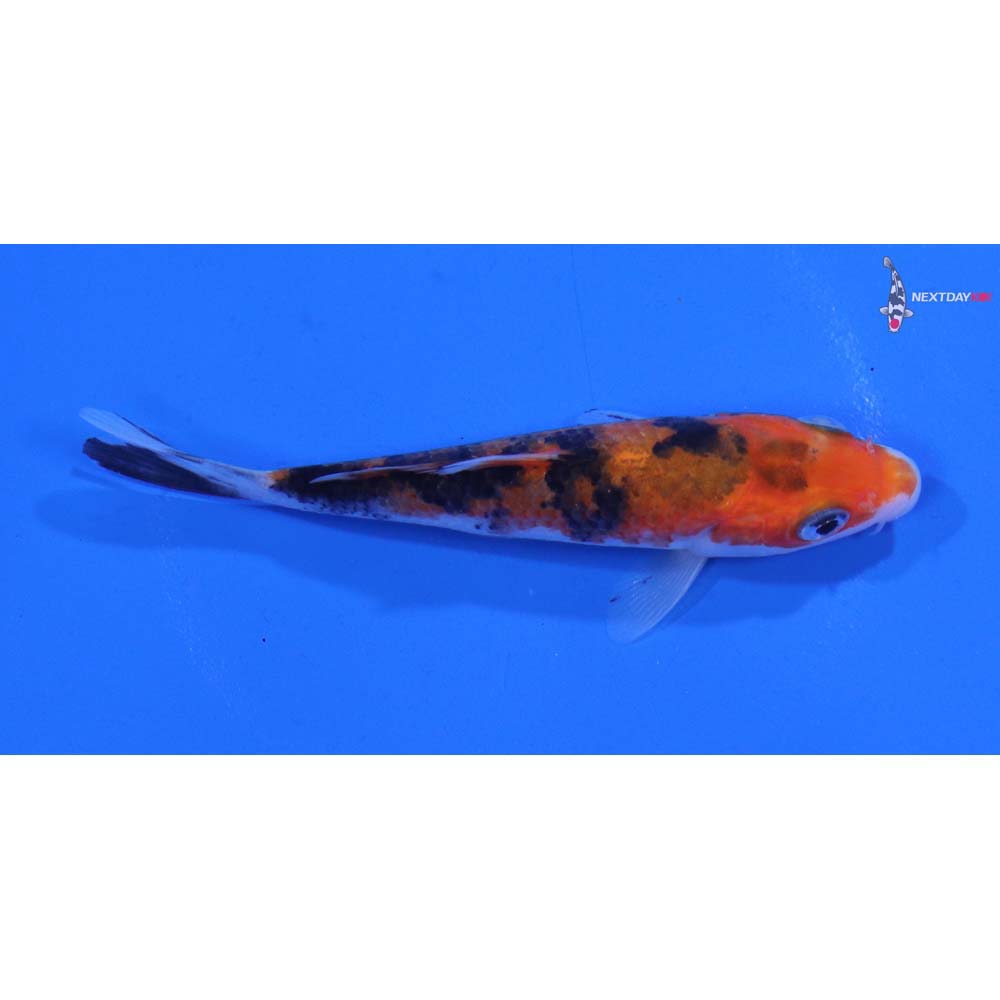 3.5” Imported Sanke