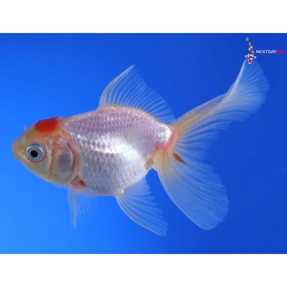 3” Imported Red and White Oranda